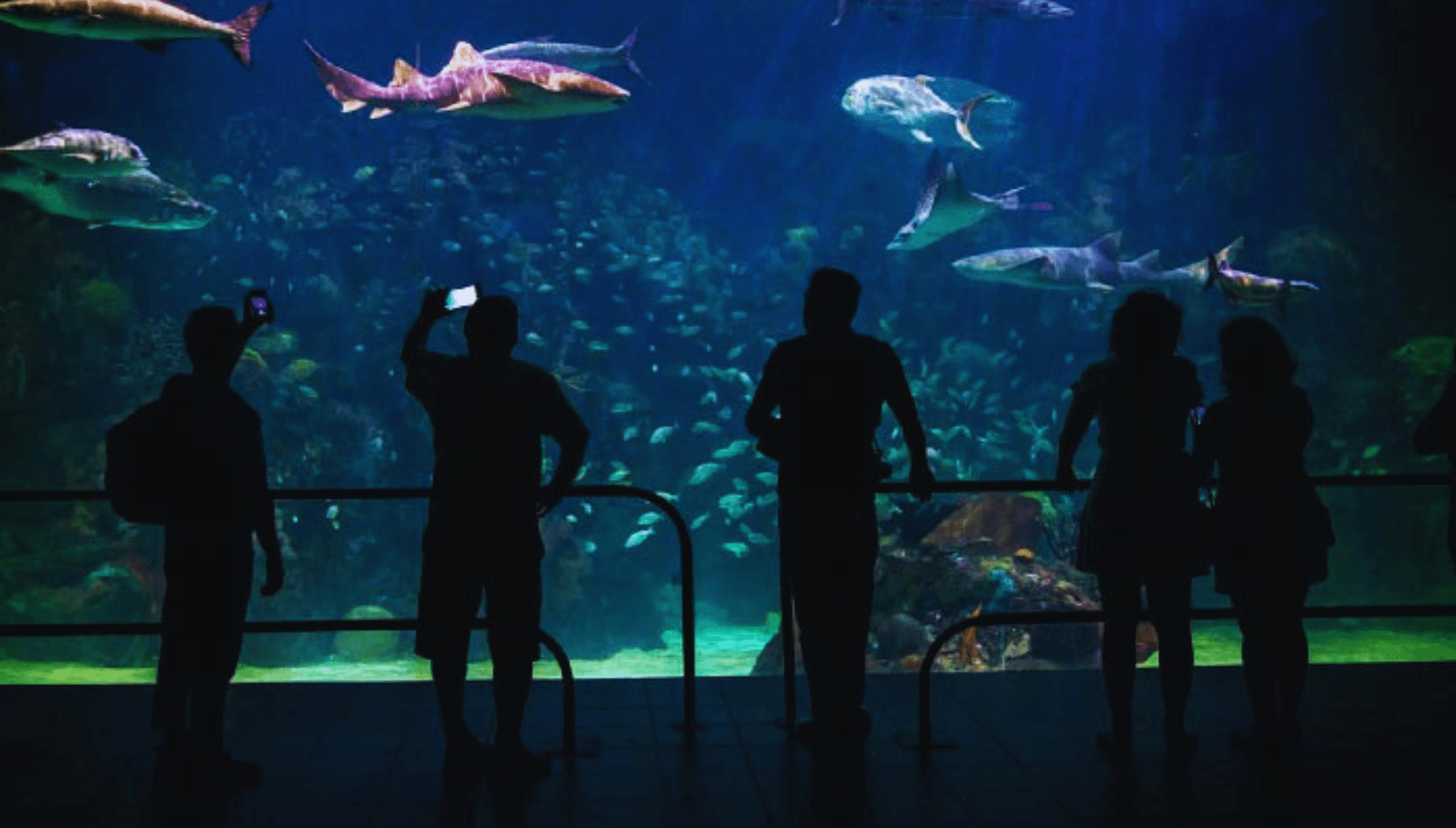Acuario de Veracruz: Un referente marino imprescindible en Veracruz